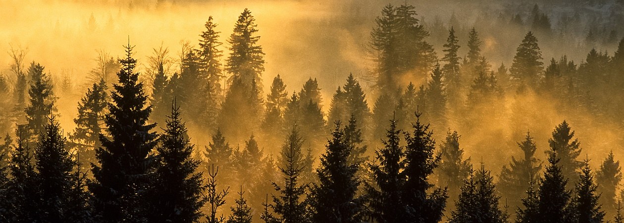 header-foto